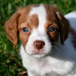 Fieri - Orange and white male Brittany puppy in Hollidaysburg, Pennsylvania from Royal Flush Farms