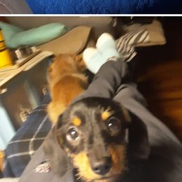 Dachshunds from Jessica White's Dachshunds