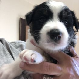 Border Collie Puppies from Burke BC’s