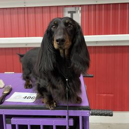 Calamity - Dachshund