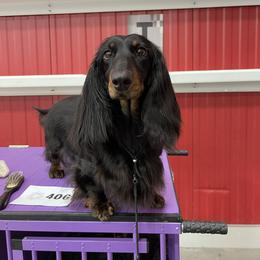 Calamity - Dachshund