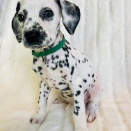 Miss Green - White and black female Dalmatian puppy in Chehalis, Washington from Dalmatian Vacation