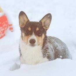 Hank - Pembroke Welsh Corgi