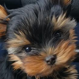 Yorkshire Terriers from Montbleau Yorkies