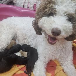 Poodles from Guardian for Beachdoodle in Daytona Beach