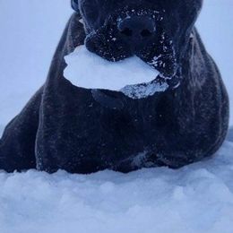 Cane Corso from Sterling Cane Corsos
