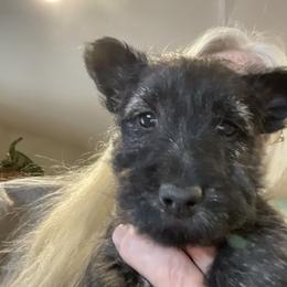 Sparky - Brindle female Scottish Terrier puppy in Brule, Nebraska from Scottyland Yard