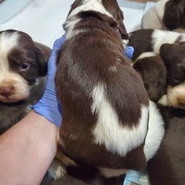 Girl 1 millie - English Springer Spaniel puppy in North Carolina from Morrow MountainSpringers