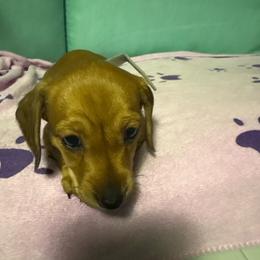 Gray girl - Wild boar female Dachshund puppy in Live Oak, Florida from The Weenie Herd Mom