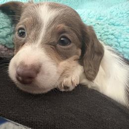 Dachshund Puppies from Dandelion Doxies