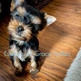 Yorkshire Terrier Puppies from Essence of Grace Yorkies
