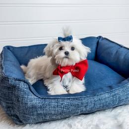 Roman - White male Maltese puppy in Tampa, Florida from Petite Pawz