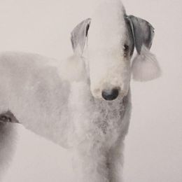 Bedlington Terriers from Wildwynd Bedlingtons