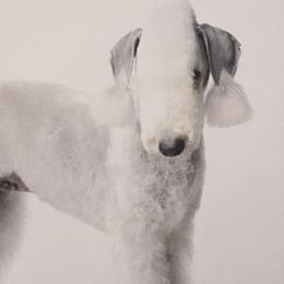 Bedlington Terriers from Wildwynd Bedlingtons