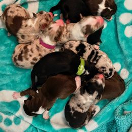 Australian Shepherd Puppies from Australian Shepherd Homestead