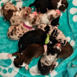 Australian Shepherd Puppies from Australian Shepherd Homestead