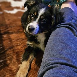 Blk tri, boy dark eye - Black tri Miniature Australian Shepherd puppy in Burnsville, North Carolina from Grassy Woods Farm Dogs