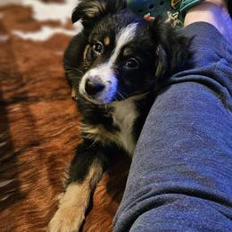 Blk tri, boy dark eye - Black tri Miniature Australian Shepherd puppy in Burnsville, North Carolina from Grassy Woods Farm Dogs