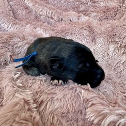 Dark blue - Fawn sable male Shiloh Shepherd puppy in Watchung, New Jersey from Blue Moon Shilohs