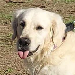 Revin - Golden Retriever