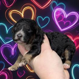 Boy 1 - Black and tan male Cavapoo puppy in Coshocton, Ohio from Forever Family Puppies