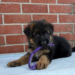 AKC Purple Girl - Black and red female German Shepherd puppy in Bakersfield, California from Aguirre Farm