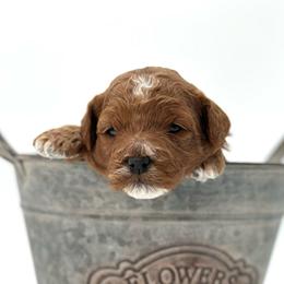 Lovie - Red  female Goldendoodle puppy in Queen Creek, Arizona from Goldendoodle AZ