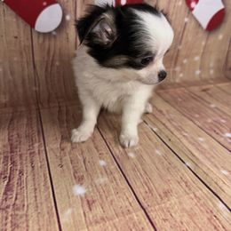 7337 black and white boy - Black and white male Chihuahua puppy in Palmyra, Indiana from Country Star Chihuahuas
