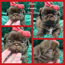 Bella - Liver female Shih Tzu puppy in Maize, Kansas from Air Capital Shih Tzu Puppies