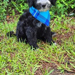 Charley Pride - Black and white male Bernedoodle puppy in Harlem, Georgia from Ivey's Poodles & Doodles