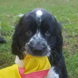 English Springer Spaniels from Muddy River Springers
