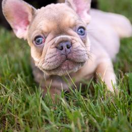 Chesney - Blue fawn female French Bulldog puppy in Violet Hill, Arkansas from Obduro Bullies and Frenchies