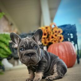 Tilly - Tricolors female French Bulldog puppy in Ben Lomond, Arkansas from Miesha Carver's Bulldogs