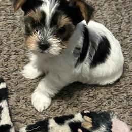 Shorty - Parti male Yorkshire Terrier puppy in Hot Springs, Arkansas from Weslynn Kennels