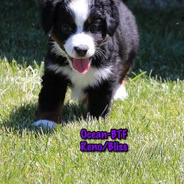 Ocean - Black tri female Miniature American Shepherd puppy in Elgin, Oregon from Cross L Miniature American Shepherds