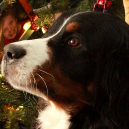 Riley - Bernese Mountain Dog