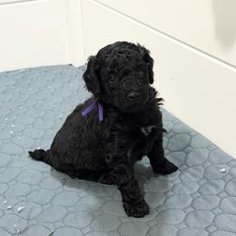 AKC Bella - Purple - Black female Poodle puppy in Baytown, Texas from Charlotte & Co. Miniature Poodles