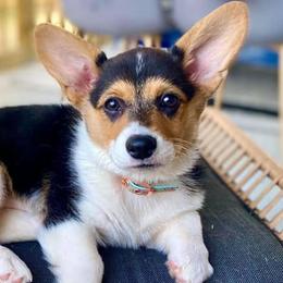 Pembroke Welsh Corgis from Georgia Corgis of the Westwood Realm