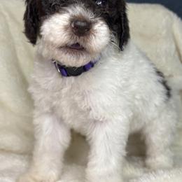 Purple - Blizzard - Parti female Goldendoodle puppy in Cleveland, Georgia from The O.G. Doodles