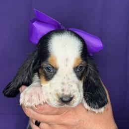 Purple - Black white and brown female Basset Hound puppy in Justin, Texas from S&G's Bassets