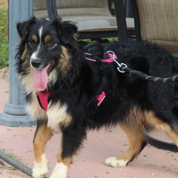 Pantera - Australian Shepherd