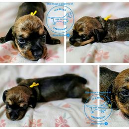 Ophelia Frump (Yellow) - Red female Dachshund puppy in Moses Lake, Washington from Invading Dachshunds : AKC Miniature Wirehairs