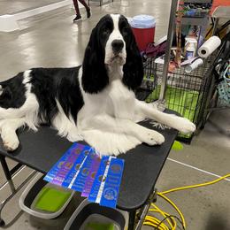 English Springer Spaniel All Grown Up from RuffHouser English Springer Spaniels