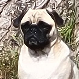 Nellie - Pug