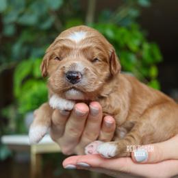 Axel - Red  male Goldendoodle puppy in Salado, Texas from Red Ranch Dogs