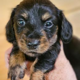 Penny black and tan female - Black and tan female Dachshund puppy in Trade, Tennessee from TN Miniature Dachshunds & Basset Hounds