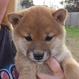 Yumi - Red female Shiba Inu puppy in Marianna, Florida from Diwasou