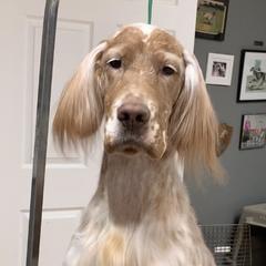 Tess - English Setter
