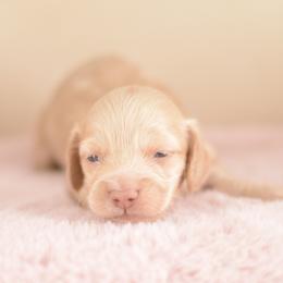 Toast -- FULL AKC Cream Silky - Cream male Dachshund puppy in Neosho, Missouri from A Walk In The Park