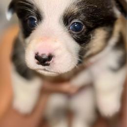 Aphrodite - White and black female Pembroke Welsh Corgi puppy in Toccoa, Georgia from The Grooming Barn LLC/ Wet Dog Ranch
